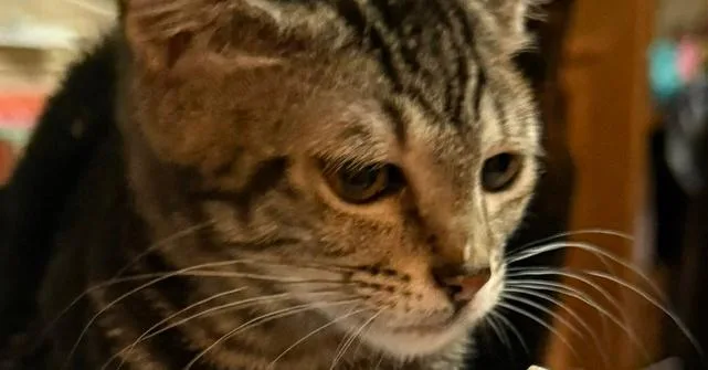 A baby small-sized female Gray & White Domestic Short Hair cat named Puma for adoption in Tampa, FL