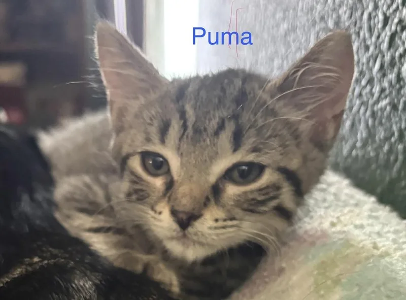 Puma thumbnail 2
