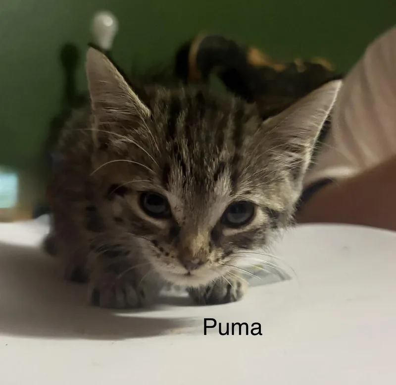 Puma thumbnail 3