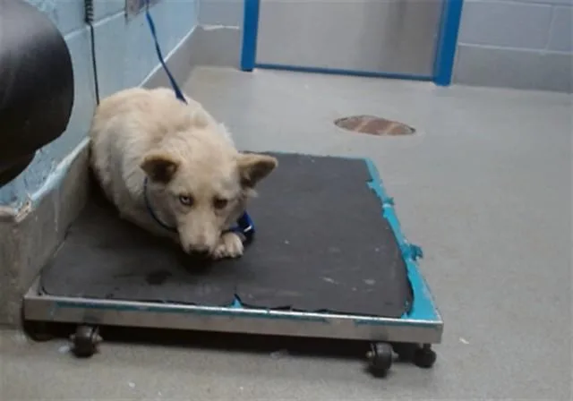 A young medium-sized female Samoyed dog named Cheeto for adoption in Albuquerque, NM