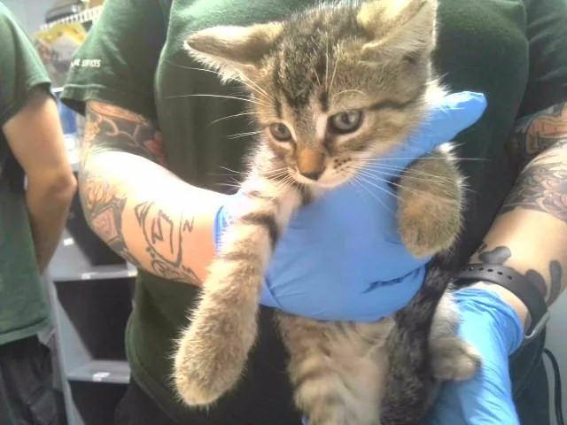 A baby small-sized female Domestic Short Hair cat named Fettucine for adoption in Tallahassee, FL