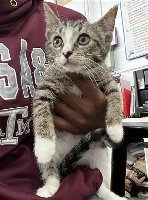 A baby medium-sized female Domestic Short Hair cat named Lilo for adoption in Dallas, TX