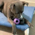 An adult medium-sized female Gray / Blue / Silver American Staffordshire Terrier dog named Pumpkin for adoption in Green Valley, AZ