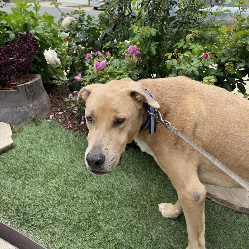 An adult large-sized male Labrador Retriever dog named Scar for adoption in Oceanside, CA