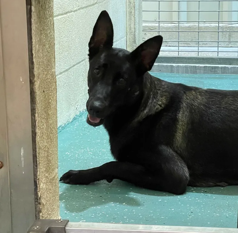 A young large-sized female Dutch Shepherd dog named Cadet for adoption in Seven Points, TX