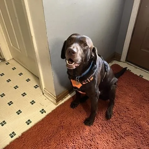 An adult large-sized male Brown / Chocolate Chocolate Labrador Retriever dog named Outlaw for adoption in Indianapolis, IN