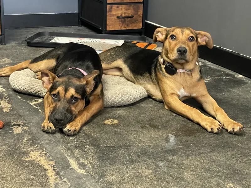 A baby medium-sized female Tricolor (Brown, Black, & White) Shepherd dog named Pinky for adoption in San Antonio, TX