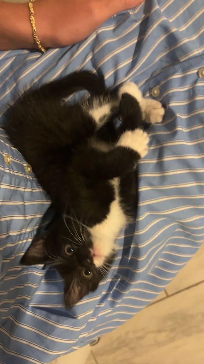 Franklin