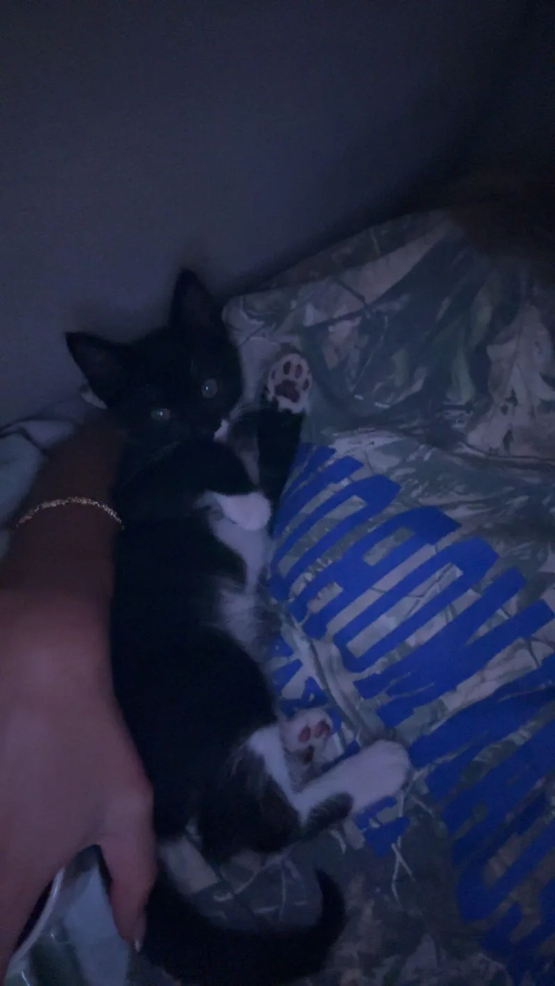 Franklin thumbnail 2