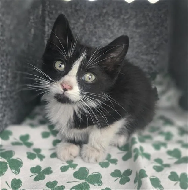 A baby medium-sized female Domestic Short Hair cat named Infiniti for adoption in Dallas, TX