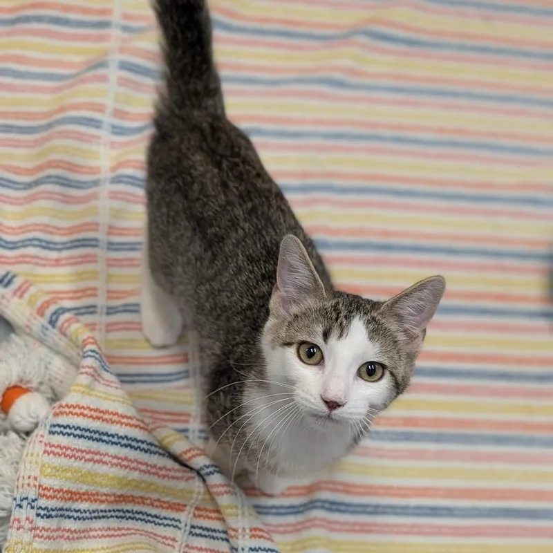 A baby medium-sized female Tabby (Buff / Tan / Fawn) Domestic Short Hair cat named Ms. Benson for adoption in Cape Girardeau, MO