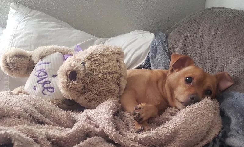 A senior small-sized male Chihuahua dog named Luke for adoption in los angeles, CA