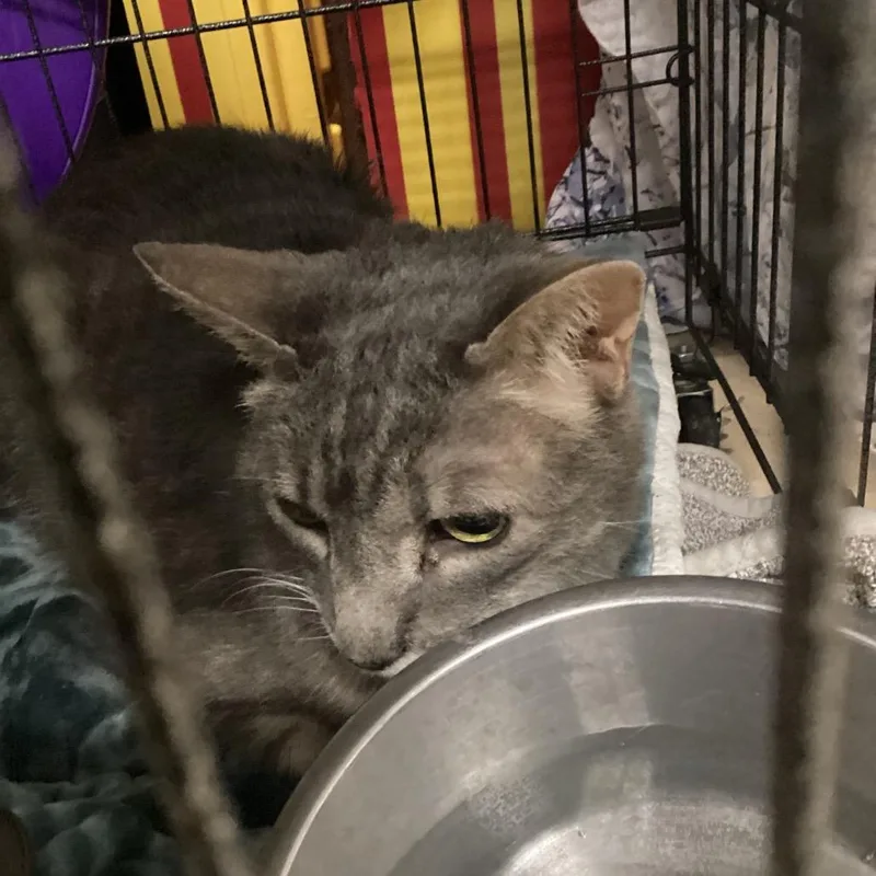 A senior large-sized male Gray / Blue / Silver Domestic Short Hair cat named Tiger for adoption in Morgan Hill, CA