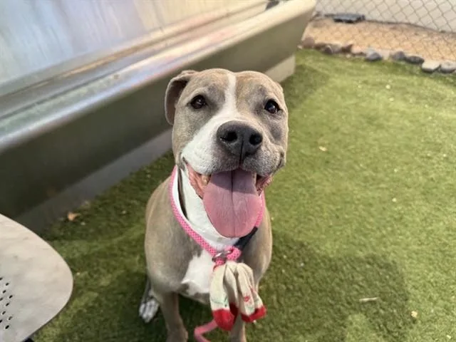An adult large-sized female Pit Bull Terrier dog named Remi for adoption in Phoenix, AZ