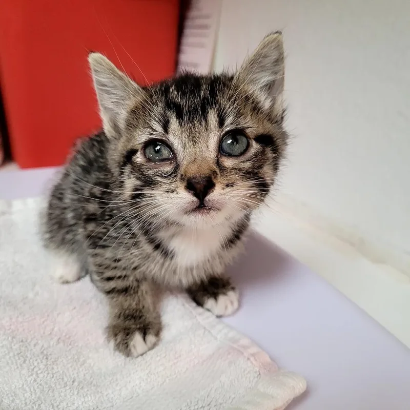 A baby small-sized female Domestic Short Hair cat named Brees for adoption in Allyn, WA