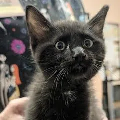 A baby medium-sized male Black Domestic Long Hair cat named Shawn for adoption in Green Valley, AZ