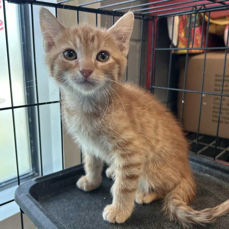 A baby small-sized male Orange / Red Domestic Medium Hair cat named Carrot for adoption in Gainesville, TX