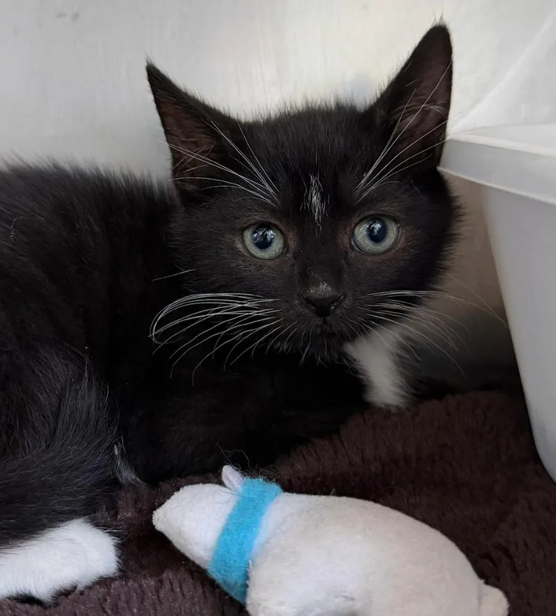 A baby medium-sized male Domestic Short Hair cat named Jason Bourne for adoption in Pomona, NY