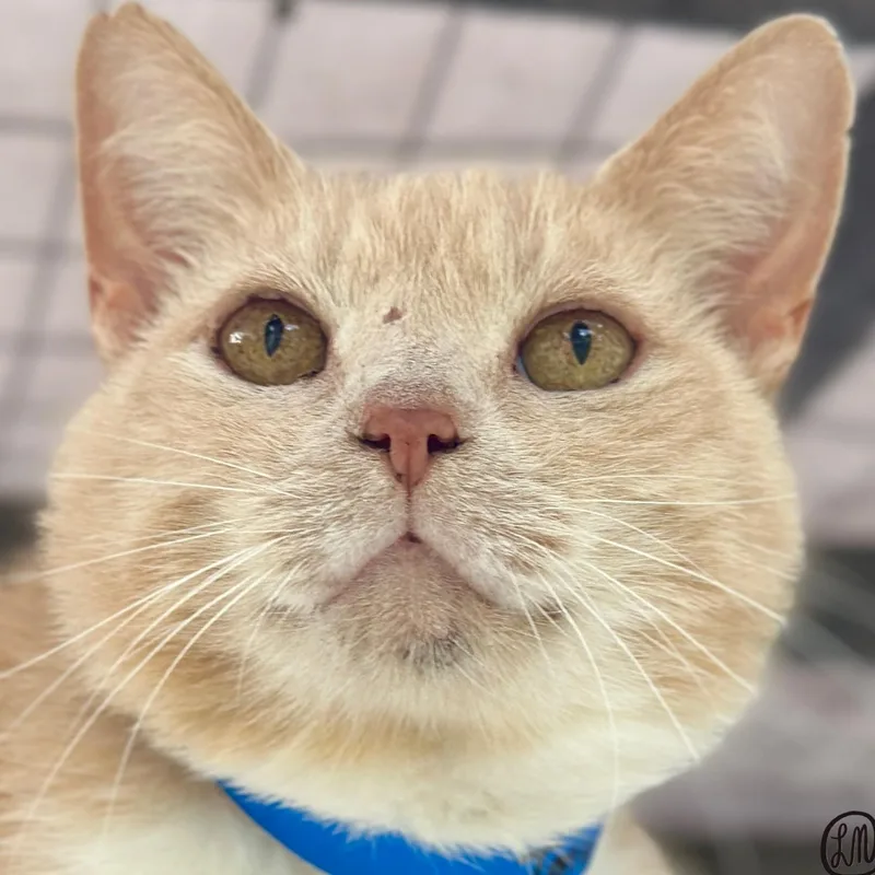 A senior large-sized male Buff & White Domestic Short Hair cat named Tony for adoption in Victor, NY