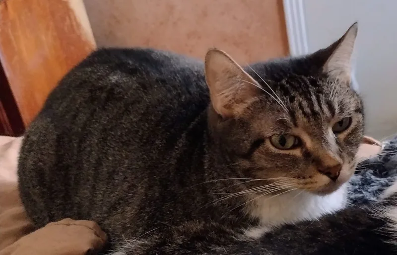 Mattie May thumbnail 2