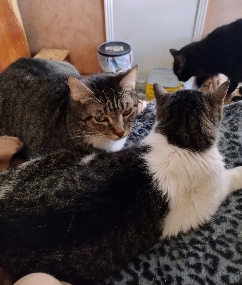 Mattie May thumbnail 4