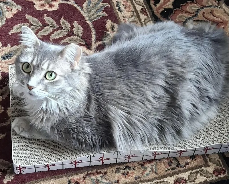 Daisy