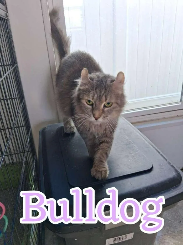 A senior small-sized female Munchkin cat named Bulldog for adoption in Hillsboro, OH