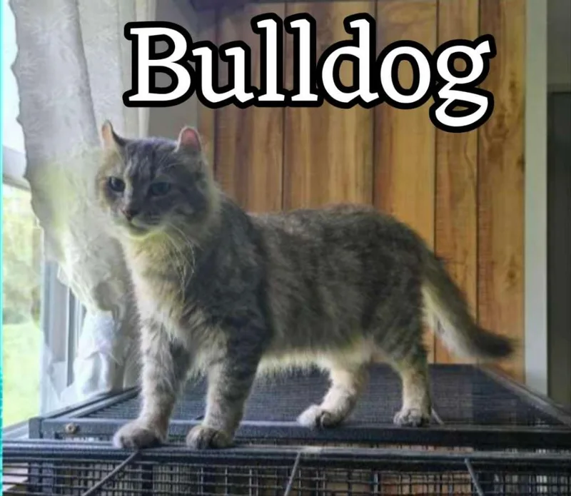Bulldog thumbnail 2