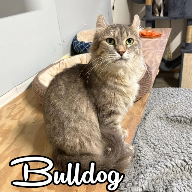Bulldog thumbnail 3