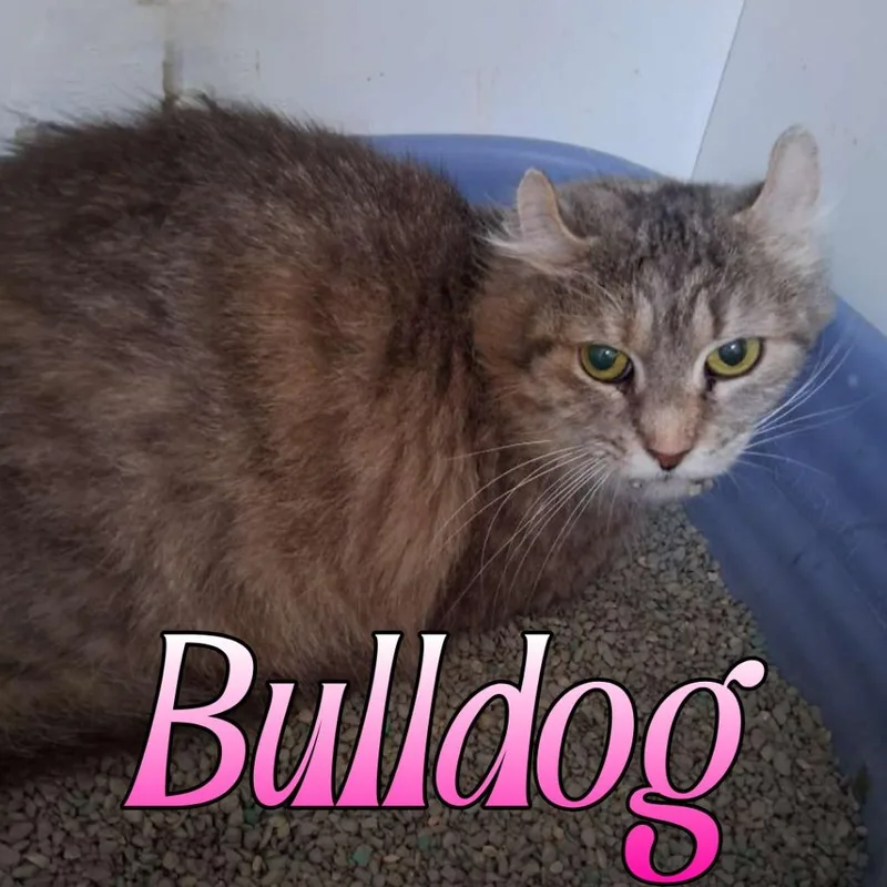 Bulldog thumbnail 4
