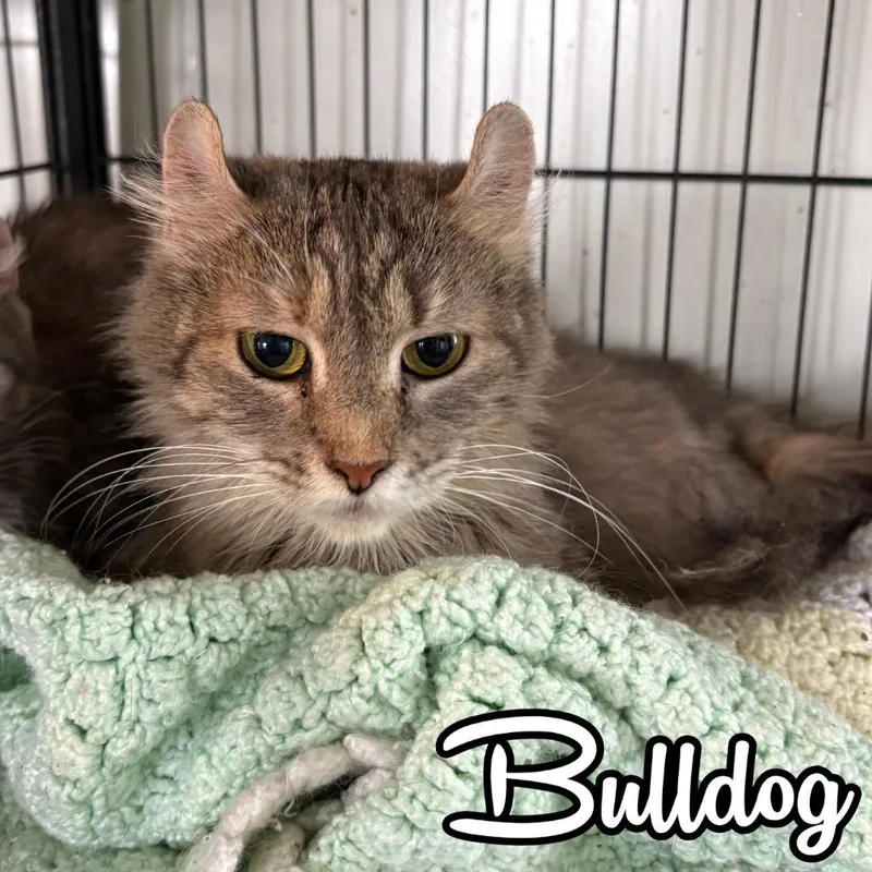 Bulldog thumbnail 5