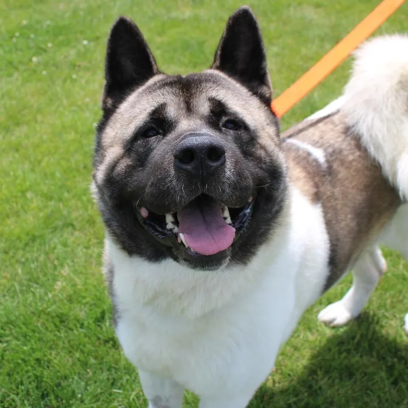 An adult extra large-sized male White / Cream Akita dog named Groot for adoption in Champaign, IL