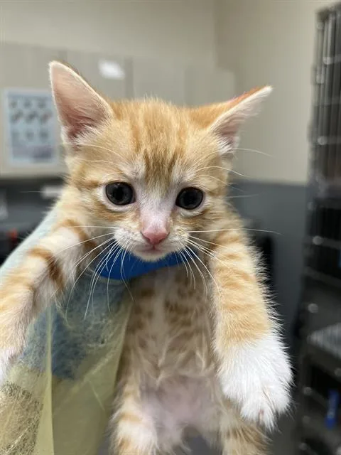 A baby small-sized female Domestic Short Hair cat named Purple Jolly Rancher for adoption in Las Vegas, NV