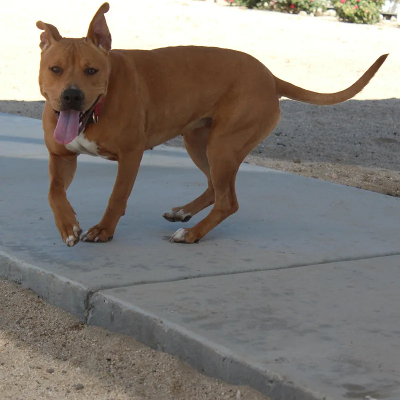 An adult medium-sized female Red / Chestnut / Orange Pit Bull Terrier dog named Darcy for adoption in Yucca Valley, CA