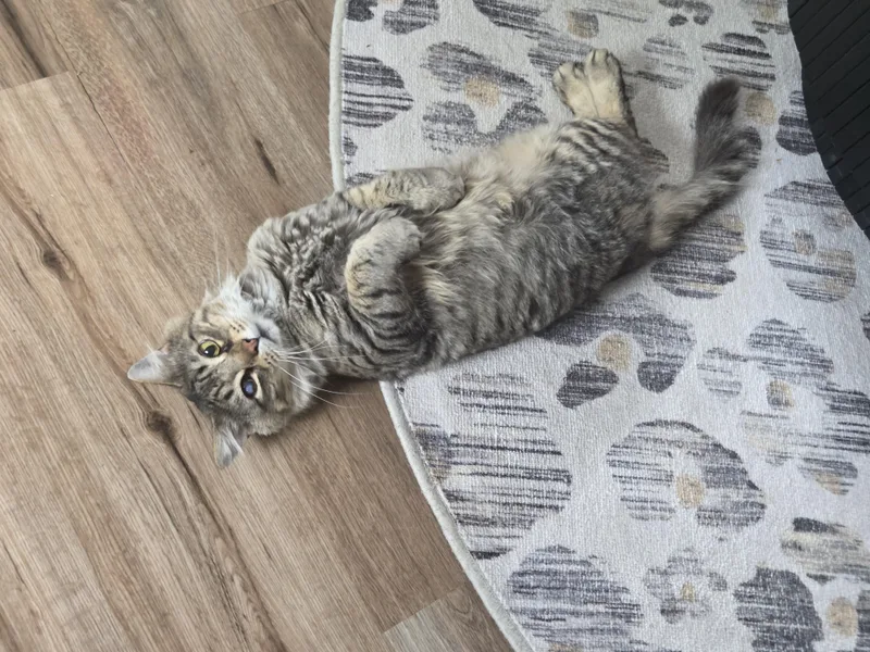 An adult medium-sized male Domestic Medium Hair cat named Toes for adoption in Bethel Park, PA