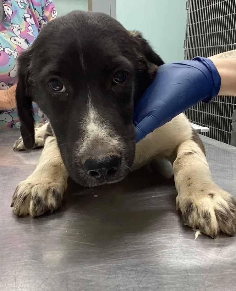 A baby medium-sized male Terrier dog named Pepper for adoption in Athens, TN