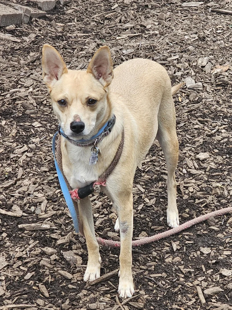 An adult medium-sized male Carolina Dog dog named Jax II for adoption in Ringwood, NJ