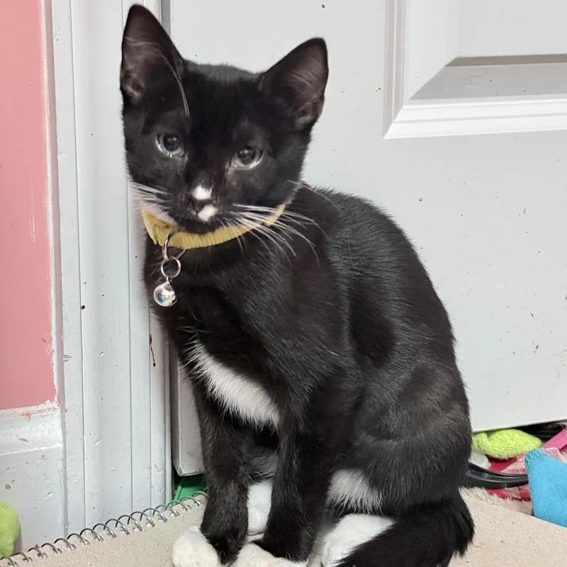 A baby small-sized male Black & White / Tuxedo Domestic Short Hair cat named Jackpot for adoption in Richmond, VA