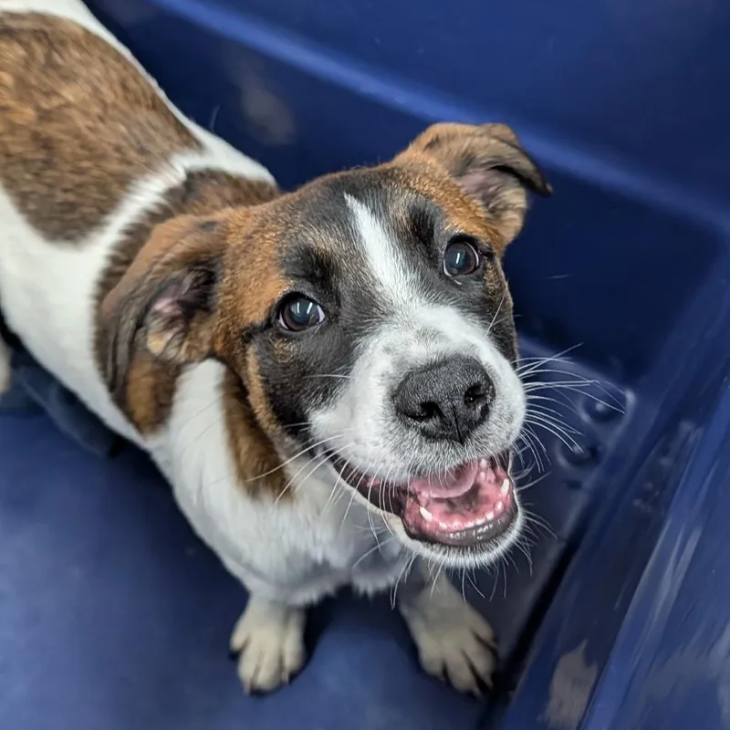 A baby small-sized female White / Cream Mixed Breed dog named Helena for adoption in Ardmore, OK