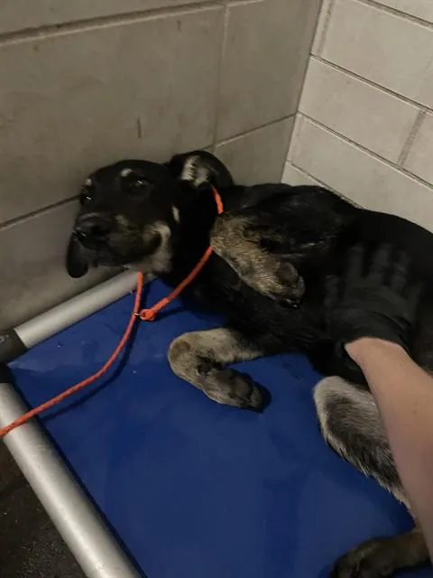A young medium-sized male German Shepherd Dog dog named Phillip for adoption in Stockton, CA