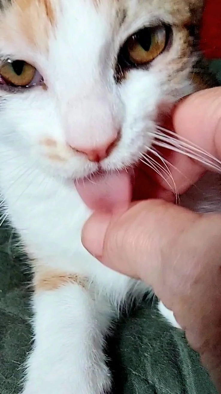 A baby small-sized female Calico Tabby cat named Lilly Lightfoot for adoption in Homestead, FL