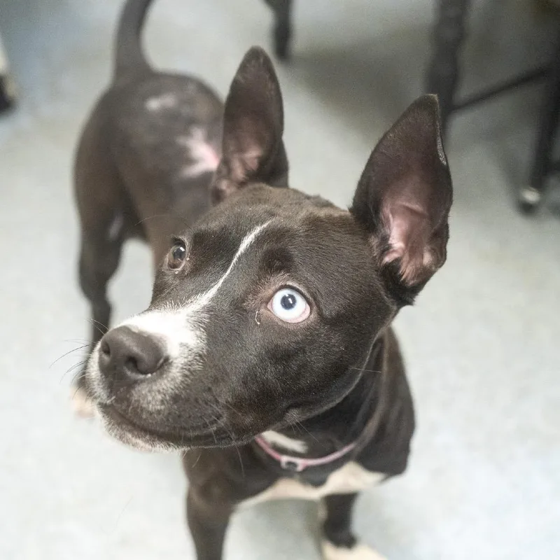 A baby medium-sized female Pit Bull Terrier dog named Corona for adoption in Pawling, NY