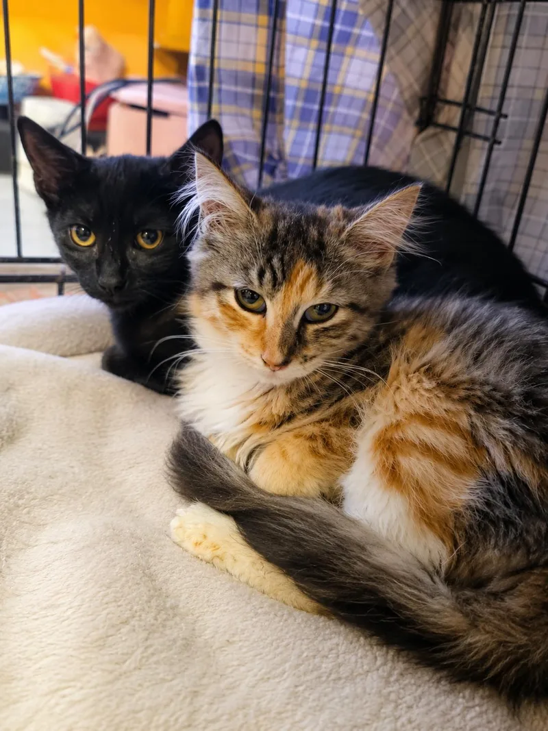 A baby small-sized female Domestic Long Hair cat named Sophie and Neptune for adoption in Stamford, CT