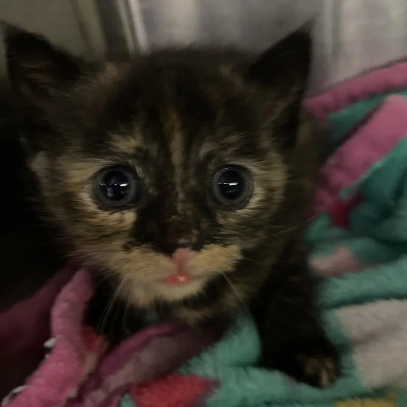 A baby small-sized female Tortoiseshell Domestic Short Hair cat named Lizzie for adoption in Blairsville, GA