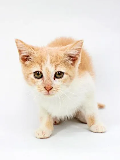 A baby small-sized female Domestic Short Hair cat named Root for adoption in Morton Grove, IL
