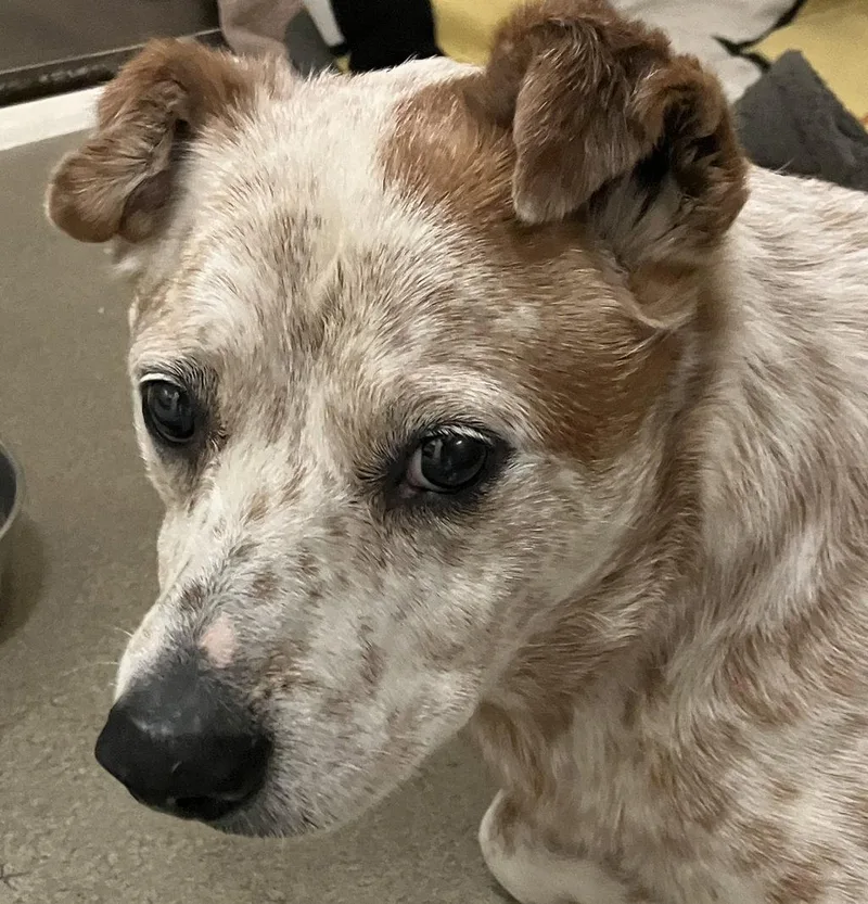 A senior medium-sized male Australian Cattle Dog / Blue Heeler dog named Bodee for adoption in Petaluma, CA