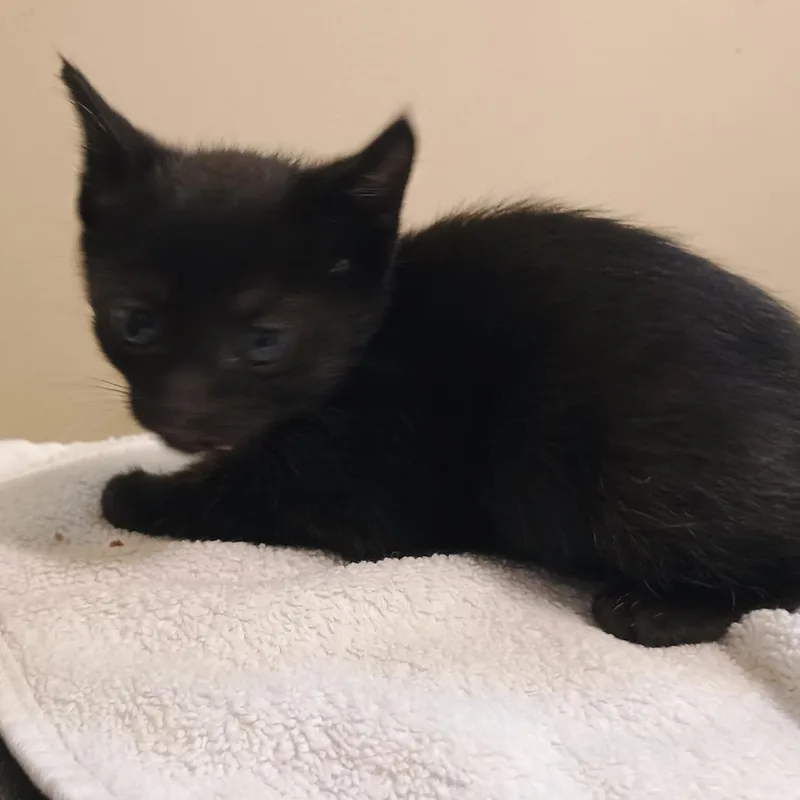 A baby small-sized female Black Domestic Short Hair cat named Corn for adoption in Pasadena, CA
