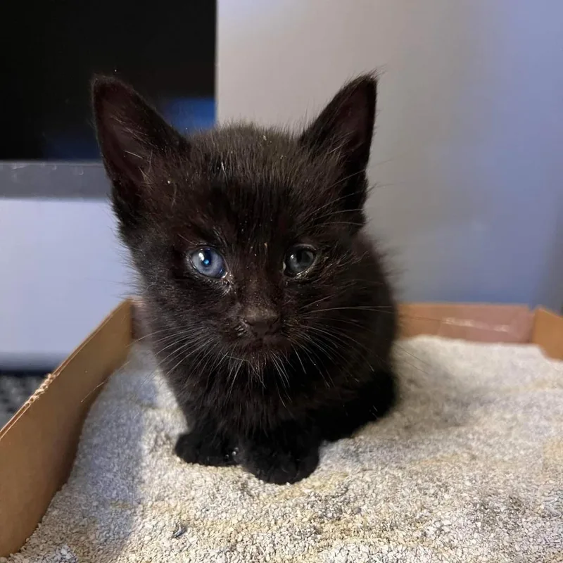 An adult small-sized male Black Domestic Short Hair cat named Max for adoption in Pasadena , MD