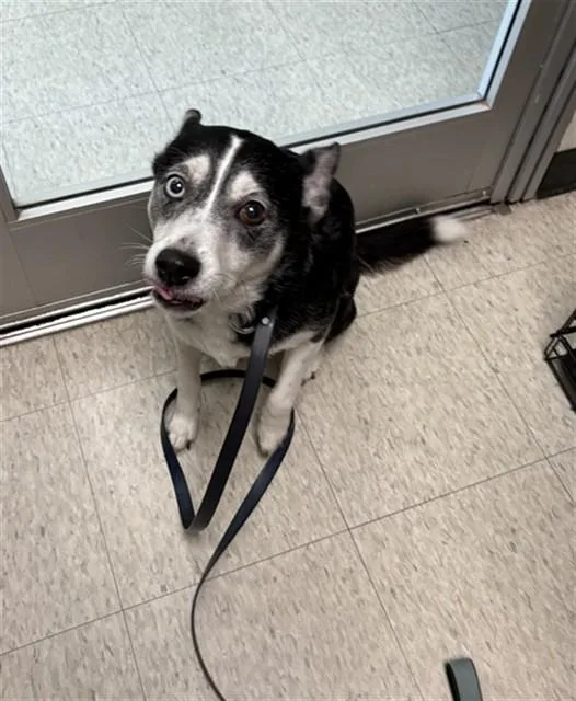 An adult medium-sized female Border Collie dog named Bella A for adoption in Plano, TX