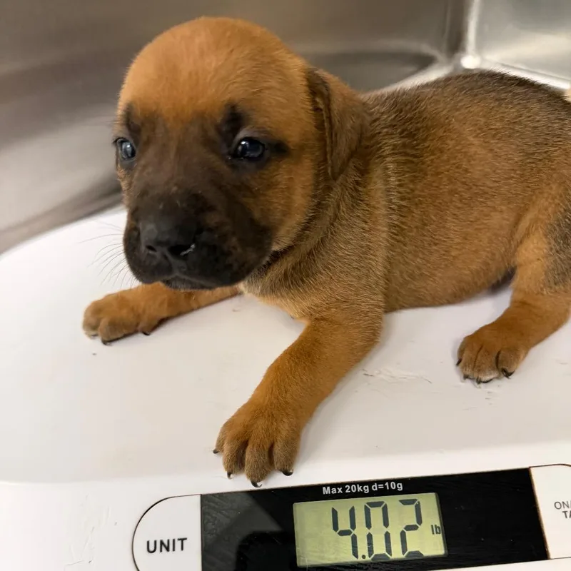 A baby small-sized male Sable American Staffordshire Terrier dog named Cola for adoption in Madison, WI